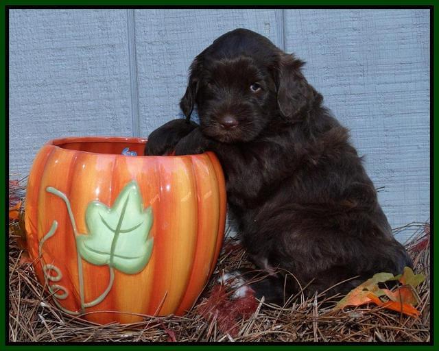 Cherie Mojo pups 5 wks old 361