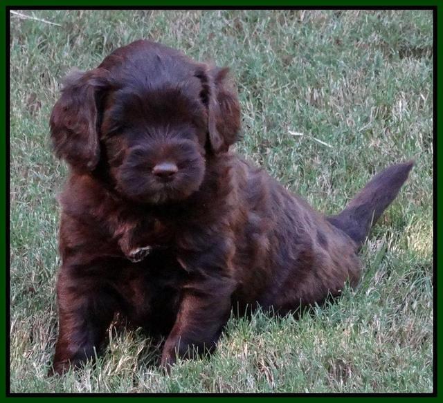 Cherie Mojo pups 5 wks old 371