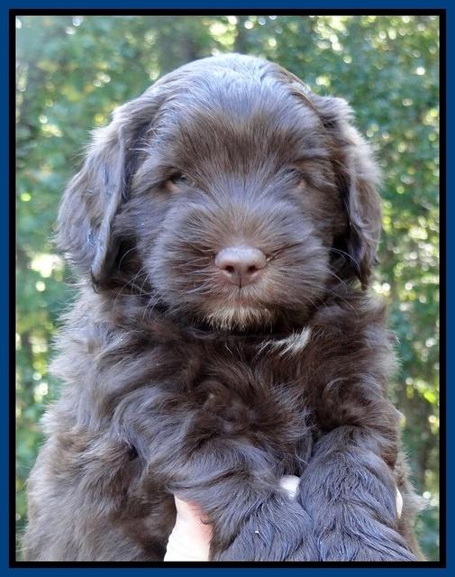 Cherie Mojo pups 6 weeks old 018