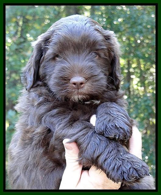 Cherie Mojo pups 6 weeks old 020