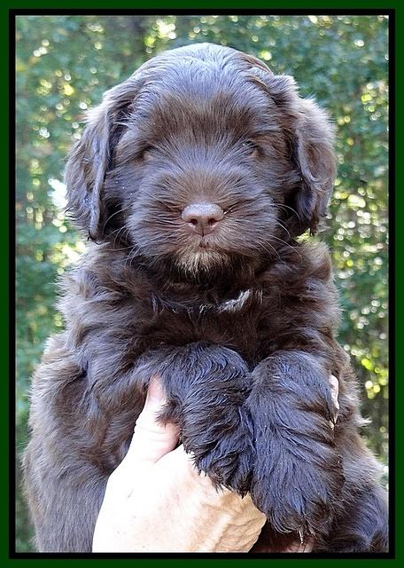 Cherie Mojo pups 6 weeks old 022