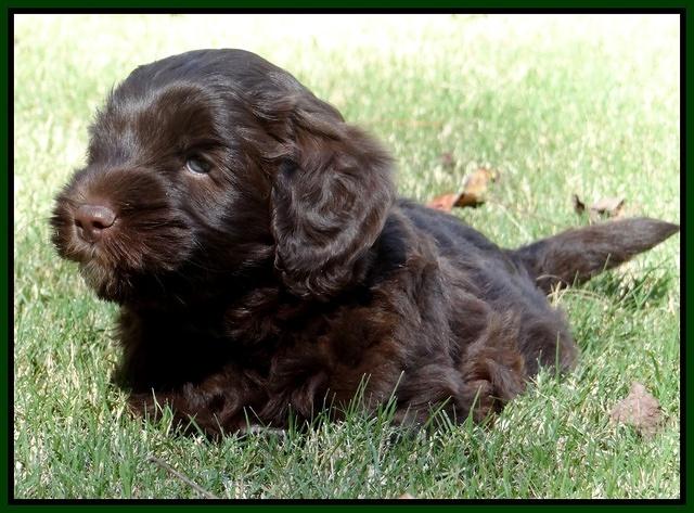 Cherie Mojo pups 6 weeks old 045