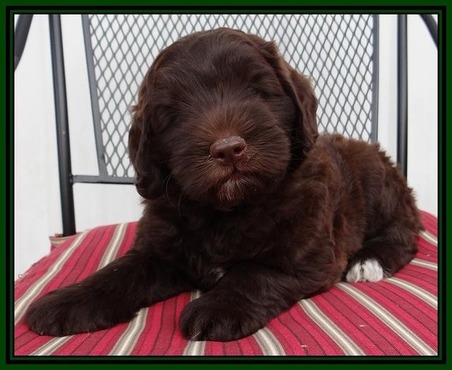 Cherie Mojo pups 7 wks old 281