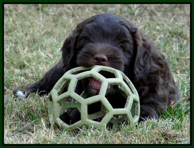 Cherie Mojo pups 7 wks old 311