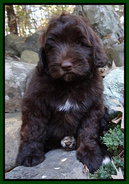 Cherie Mojo pups 8 wks old 004