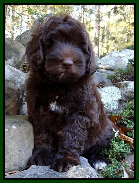 Cherie Mojo pups 8 wks old 013