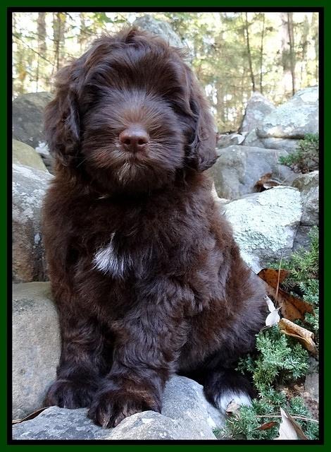 Cherie Mojo pups 8 wks old 014