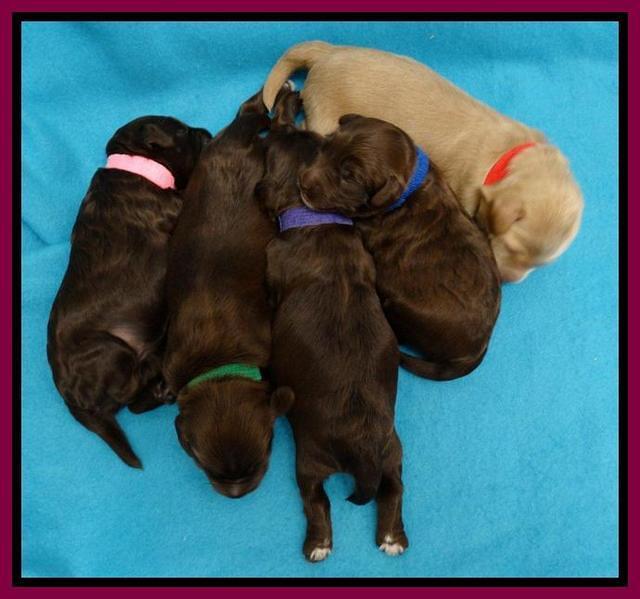 Cherie Mojo pups 1 wk old 231