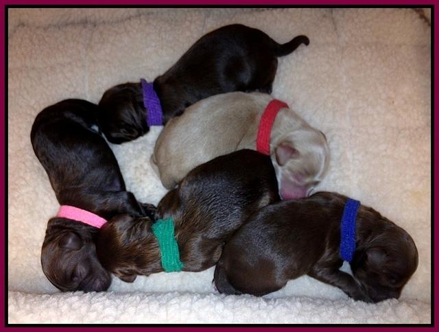 Cherie Mojo pups newborn group
