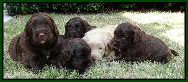 group 4 wks (26) (1)