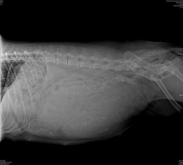 Chloe preg xray 2 23 19