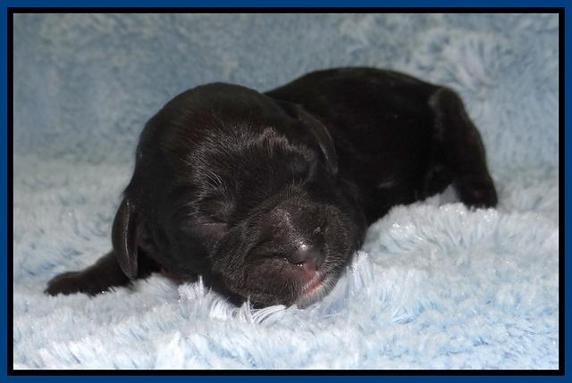 Chloe Harbins newborn pups21