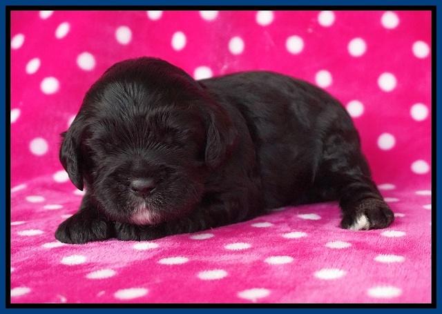 Chloe Harbins pups 2 wks old 11