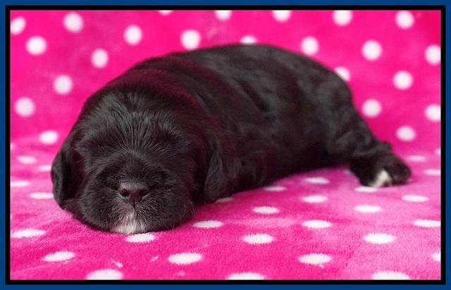 Chloe Harbins pups 2 wks old 21