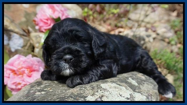 Chloe Harbins pups 3 wks old 11