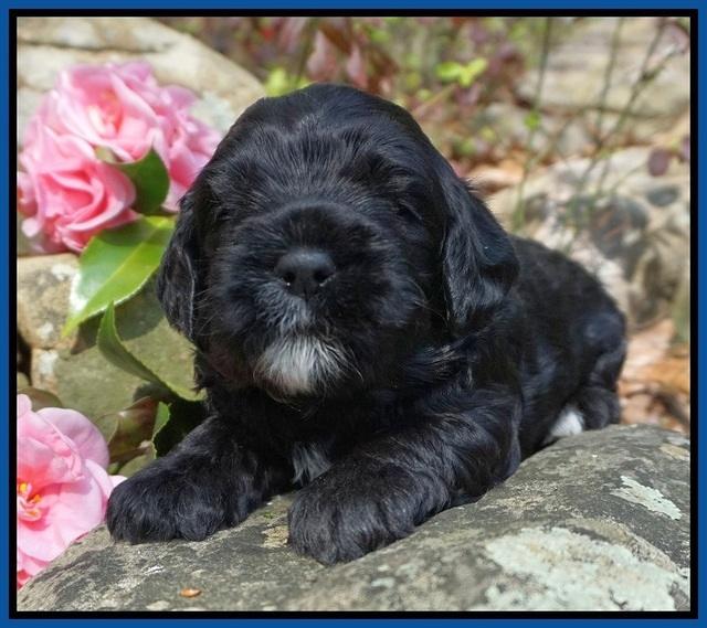Chloe Harbins pups 3 wks old 21
