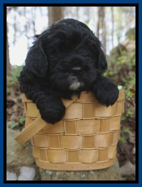 Chloe Harbins pups 4 wks old 21