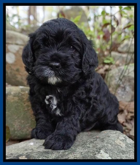 Chloe Harbins pups 4 wks old 31