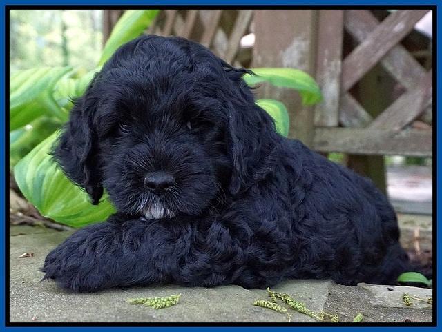 Chloe Harbins pups 6 wks old 11