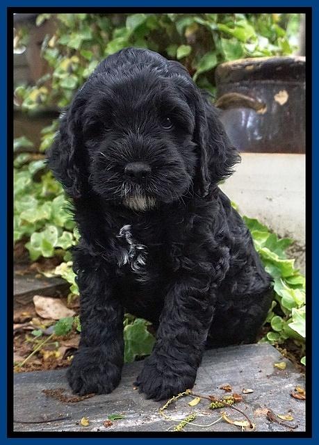 Chloe Harbins pups 6 wks old 31
