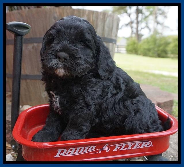 Chole Blaze pups 5 wks old 11