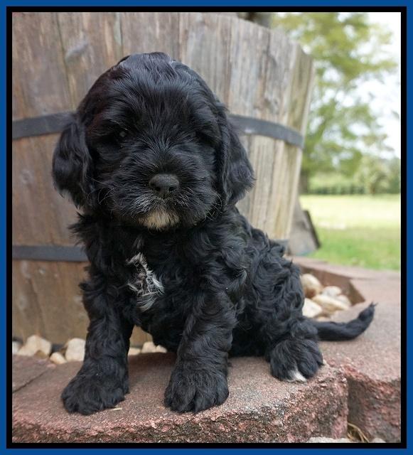 Chole Blaze pups 5 wks old 21