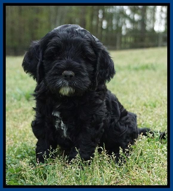 Chole Blaze pups 5 wks old 31