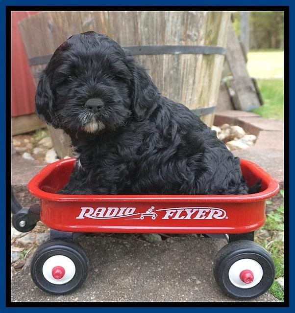 Chole Blaze pups 5 wks old 41