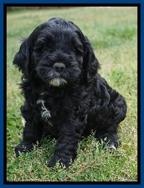 Chole Blaze pups 5 wks old 51