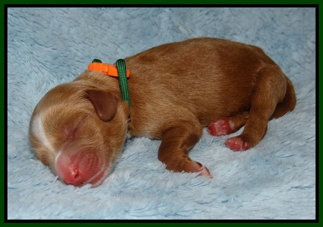 Chloe Harbins newborn pups61