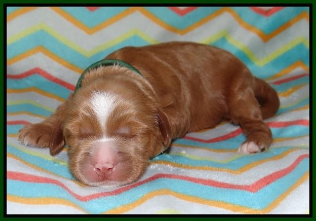 Chloe Harbins pups 1 wk old 51