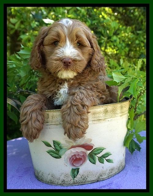 Chloe Harbins pups 7 wks old 31