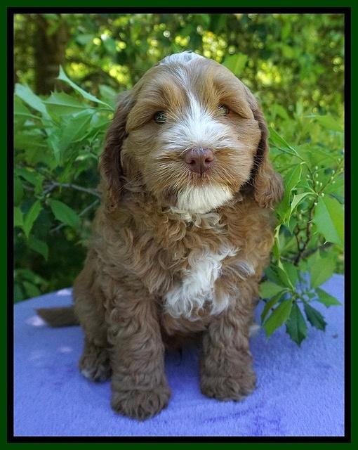 Chloe Harbins pups 7 wks old 51