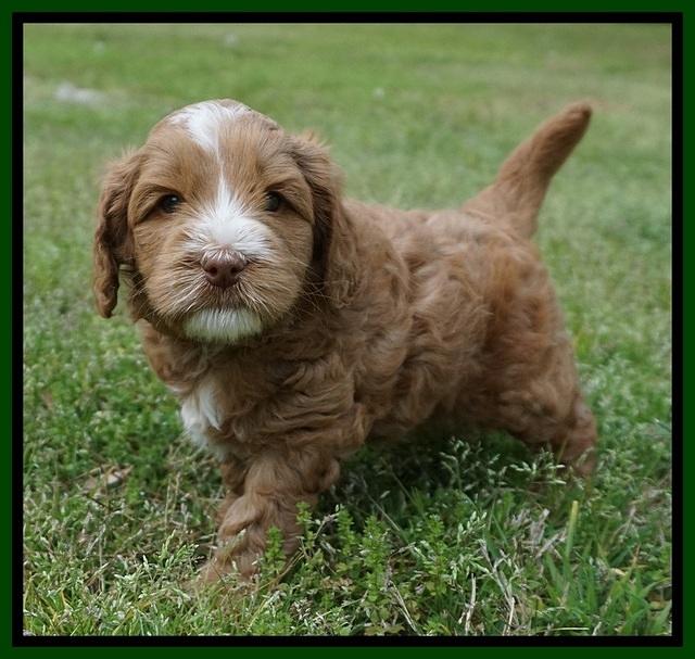 Chole Blaze pups 5 wks old 101