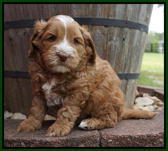 Chole Blaze pups 5 wks old 111