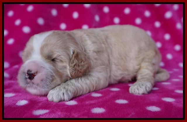 Chloe Harbins pups 2 wks old 51