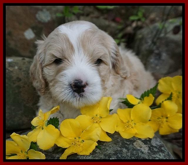 Chloe Harbins pups 4 wks old 81