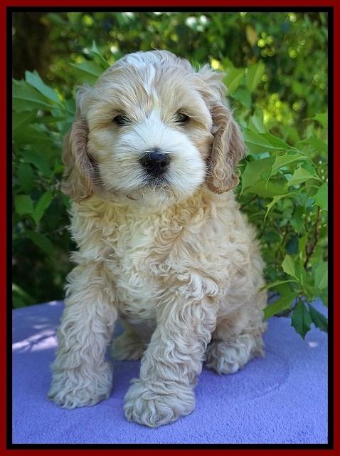 Chloe Harbins pups 7 wks old 81