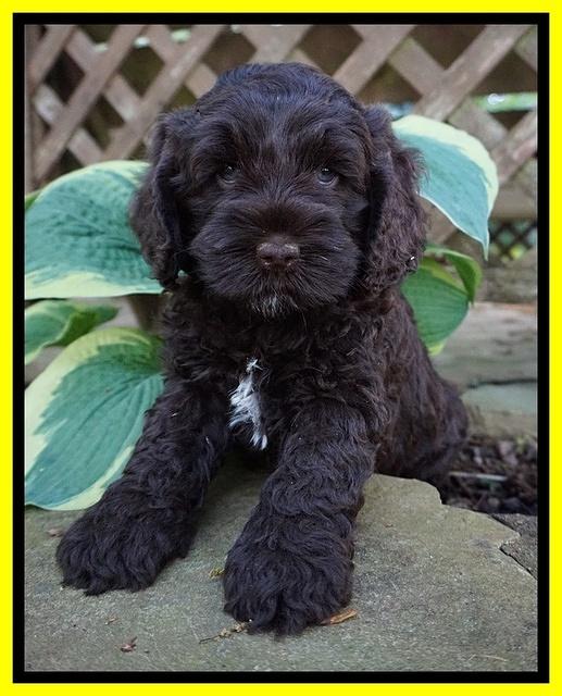 Chloe Harbins pups 6 wks old 121