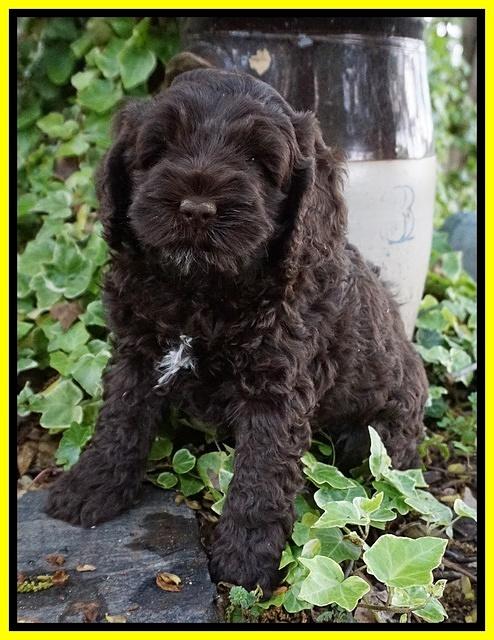 Chloe Harbins pups 6 wks old 131