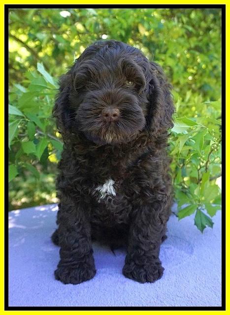 Chloe Harbins pups 7 wks old 101