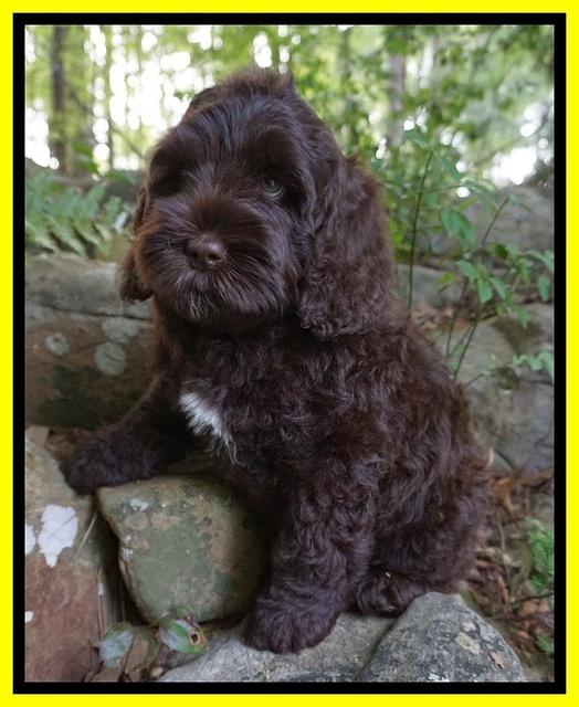 Chloe Harbins pups 8 weeks old 71