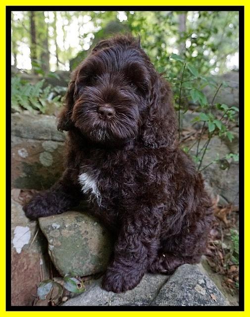 Chloe Harbins pups 8 weeks old 81