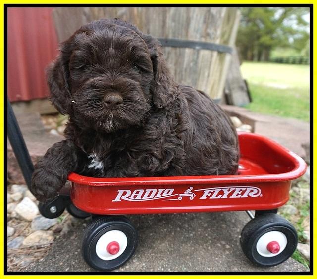 Chole Blaze pups 5 wks old 131