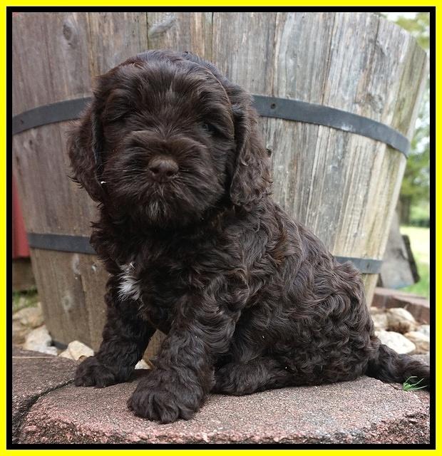 Chole Blaze pups 5 wks old 141