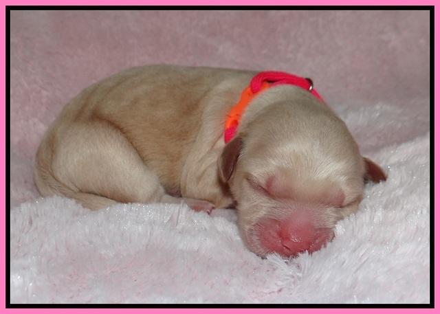 Chloe Harbins newborn pups101