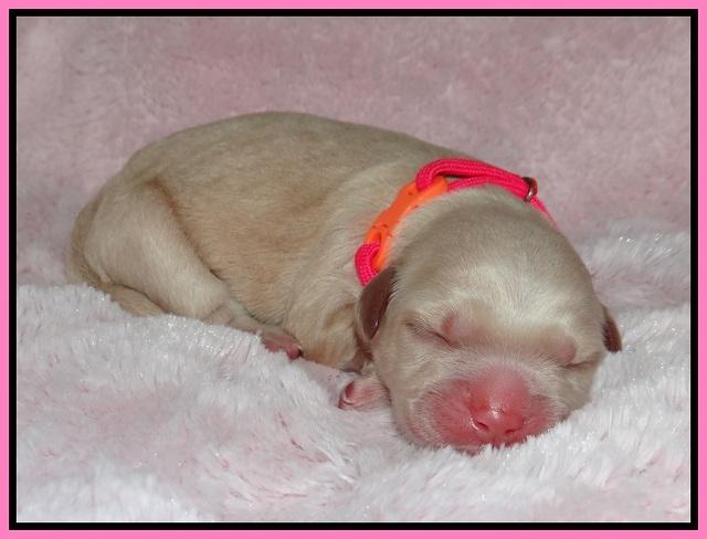 Chloe Harbins newborn pups111
