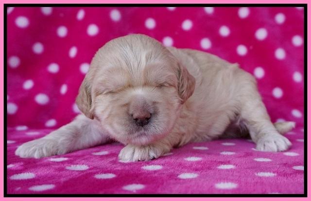 Chloe Harbins pups 2 wks old 101