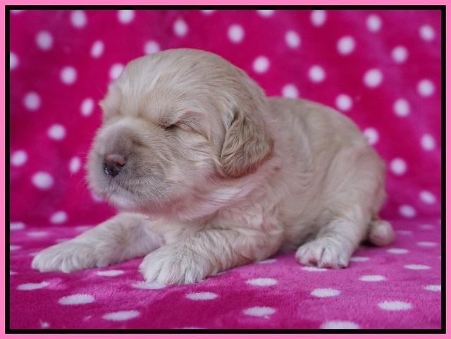 Chloe Harbins pups 2 wks old 91