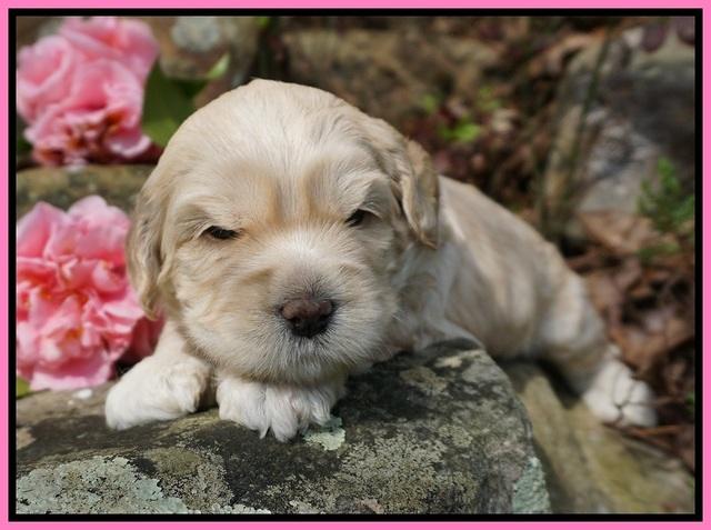 Chloe Harbins pups 3 wks old 151